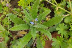 Anchusa arvensis arvensis_Eden Ramirez