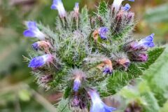 Anchusa arvensis arvensis_Isabel Gallen
