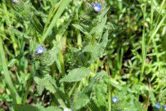 Anchusa arvensis arvensis_Jordi Bassols CC BY-NC SA