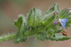 Anchusa arvensis arvensis_Josep Lluis Berdonces CC BY-NC