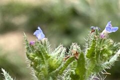 Anchusa arvensis arvensis_Josep Lluis Berdonces CC BY-NC