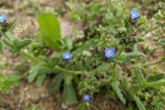 Anchusa arvensis arvensis_Katarzyna Zarnowiec CC BY-SA