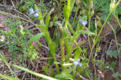 Anchusa arvensis arvensis_Merce Vallicrosa CC BY-NC