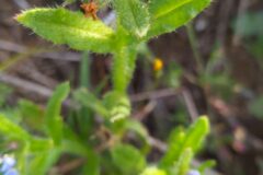 Anchusa arvensis arvensis_Merce Vallicrosa CC BY-NC