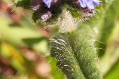 Anchusa arvensis arvensis_Merce Vallicrosa CC BY-NC