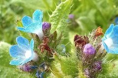 Anchusa arvensis arvensis_Neus Julia