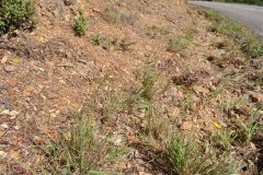 Andropogon distachyos_Josep Gesti CC BY-SA