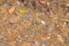 Andropogon distachyos_Josep Gesti CC BY-SA
