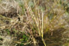 Andropogon distachyos_Josep Gesti CC BY-SA