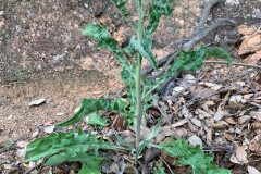 Andryala integrifolia_Andres Tello