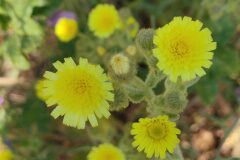 Andryala integrifolia_Eden Ramirez