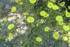 Andryala integrifolia_Jordi Puyelo