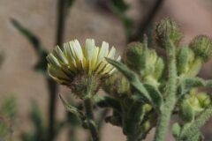 Andryala integrifolia_Jordi Puyelo