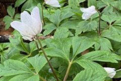 Anemone nemorosa_Andres Tello
