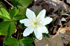 Anemone nemorosa_Anna Tello