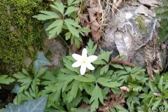 Anemone nemorosa_Jaume Marti CC BY-NC