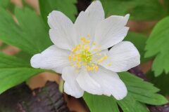 Anemone nemorosa_Jordi Bassols CC BY-NC
