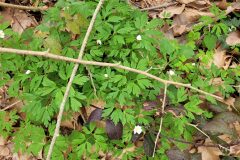 Anemone nemorosa_Jordi Bassols CC BY-NC