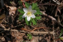 Anemone nemorosa_Jordi Puyuelo CC BY-NC