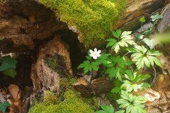 Anemone nemorosa_Laia Segarra