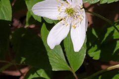 Anemone nemorosa_Merce Vallicrosa CC BY-NC