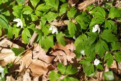 Anemone nemorosa_Merce Vallicrosa CC BY-NC