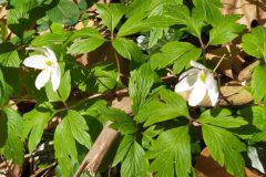 Anemone nemorosa_Merce Vallicrosa CC BY-NC