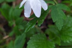Anemone nemorosa_Merce Vallicrosa CC BY-NC