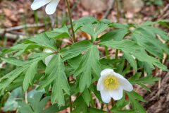 Anemone nemorosa_Neus Julia CC BY-SA