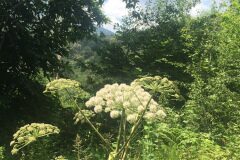 Angelica sylvestris_Joanjo Garcia CC BY-NC