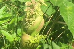 Angelica sylvestris_Joanjo Garcia CC BY-NC