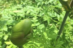 Angelica sylvestris_Joanjo Garcia CC BY-NC