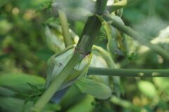 Angelica sylvestris_Jordi Puyuelo