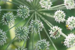 Angelica sylvestris_Jordi Puyuelo