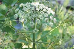 Angelica sylvestris_Jordi Puyuelo