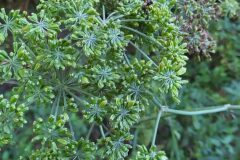 Angelica sylvestris_Merce Vallicrosa CC BY-NC