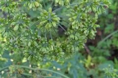 Angelica sylvestris_Merce Vallicrosa CC BY-NC
