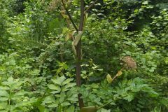 Angelica sylvestris_Merce Vallicrosa CC BY-NC