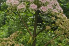 Angelica sylvestris_Merce Vallicrosa CC BY-NC