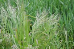 Anisantha diandra_Francisco Aguayo CC BY-NC