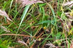 Anisantha rubens_Merce Vallicrosa CC BY-NC