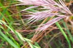 Anisantha rubens_Merce Vallicrosa CC BY-NC