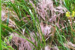 Anisantha rubens_Merce Vallicrosa CC BY-NC