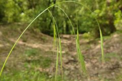 Anisantha sterilis_Eden Ramirez