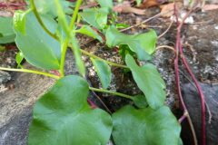 Anredera cordifolia_Jaume Marti CC BY-NC