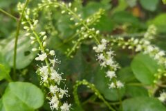 Anredera cordifolia_Merce Vallicrosa CC BY-NC