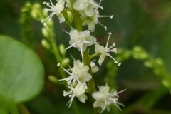 Anredera cordifolia_Merce Vallicrosa CC BY-NC