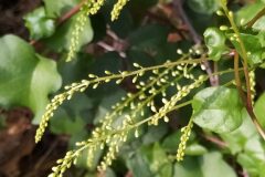 Anredera cordifolia_Merce Vallicrosa CC BY-NC