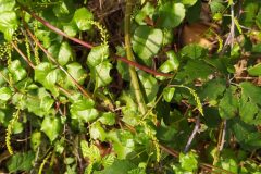 Anredera cordifolia_Merce Vallicrosa CC BY-NC