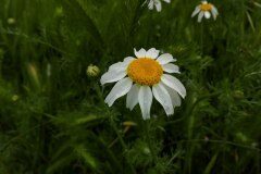 Anthemis arvensis_Angels Delgado